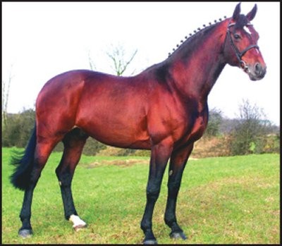 newmarket jewel