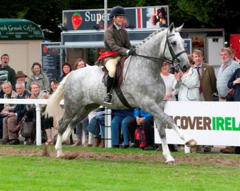 horse