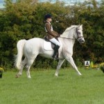 Cloonish Cashel Blue horse