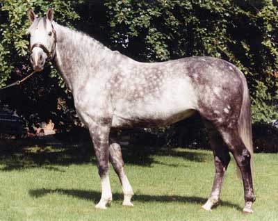 Irish sport horse sire